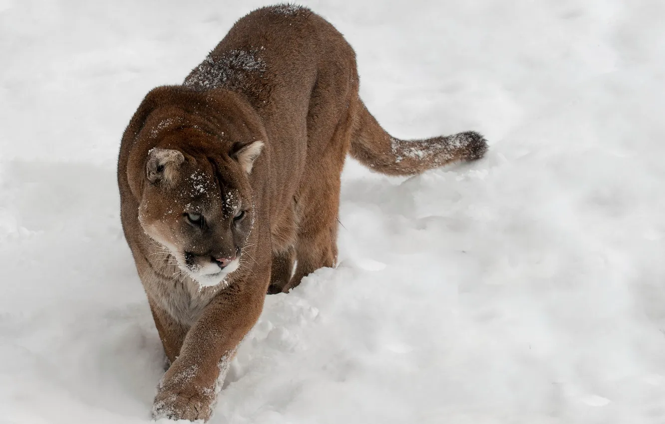 Фото обои снег, природа, Cougar
