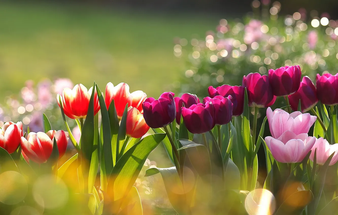 Фото обои блики, тюльпаны, клумба, разноцветные
