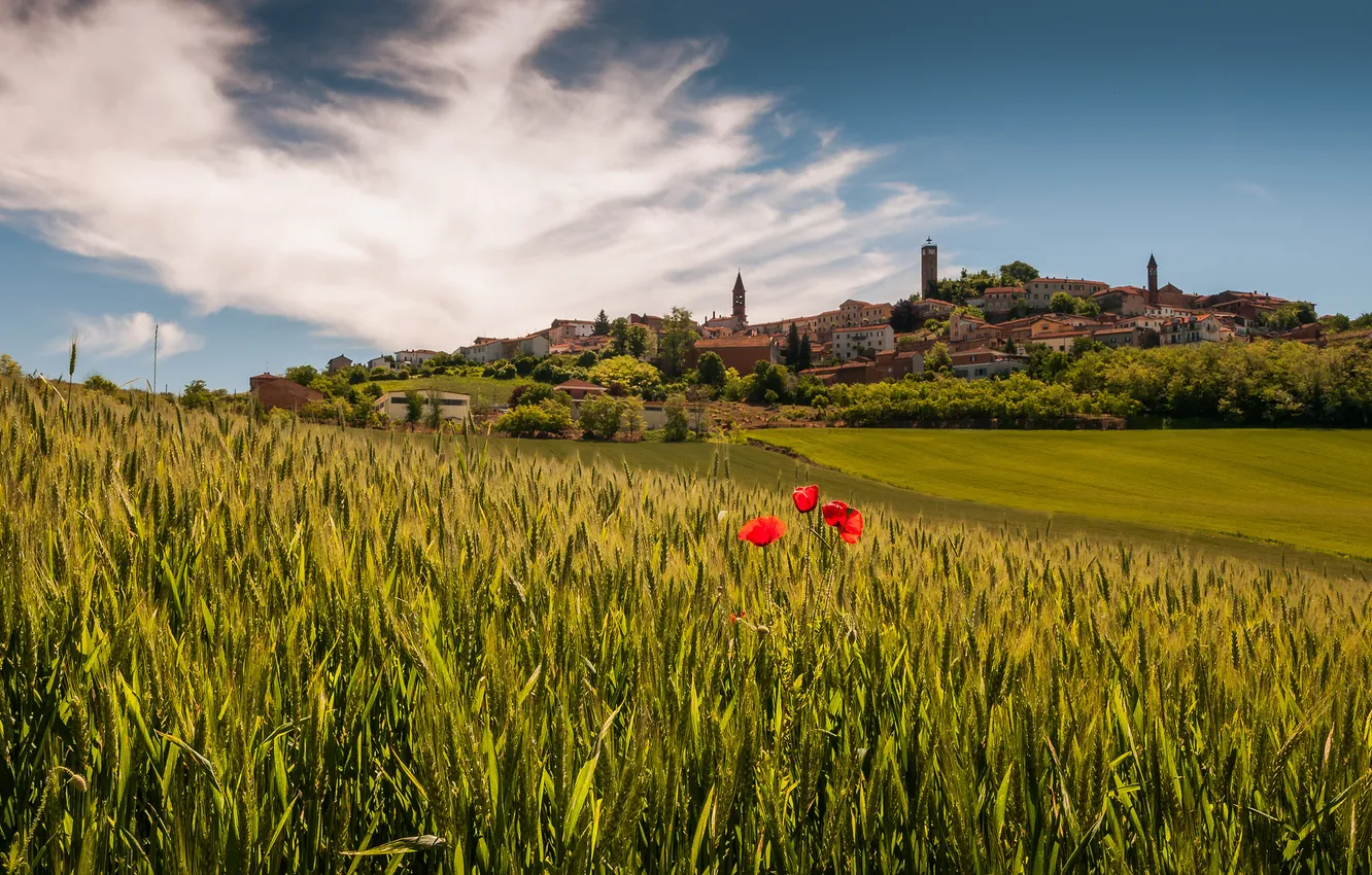 Фото обои поля, маки, деревня, Италия, Italy, Piedmont