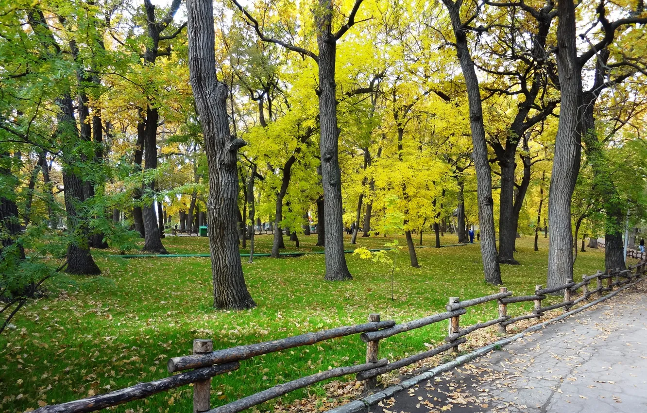 Фото обои осень, деревья, парк, листва