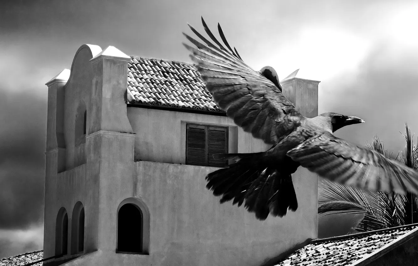Фото обои пальма, птица, здание, черно-белая