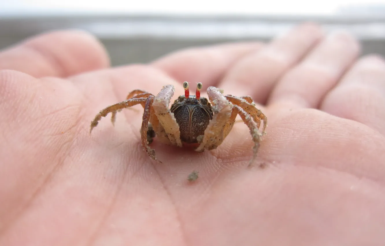 Фото обои beach, sea, ocean, crab