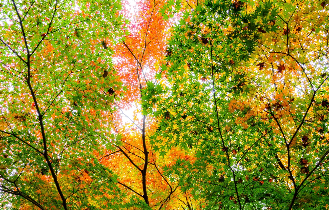 Фото обои осень, листья, деревья, ветки