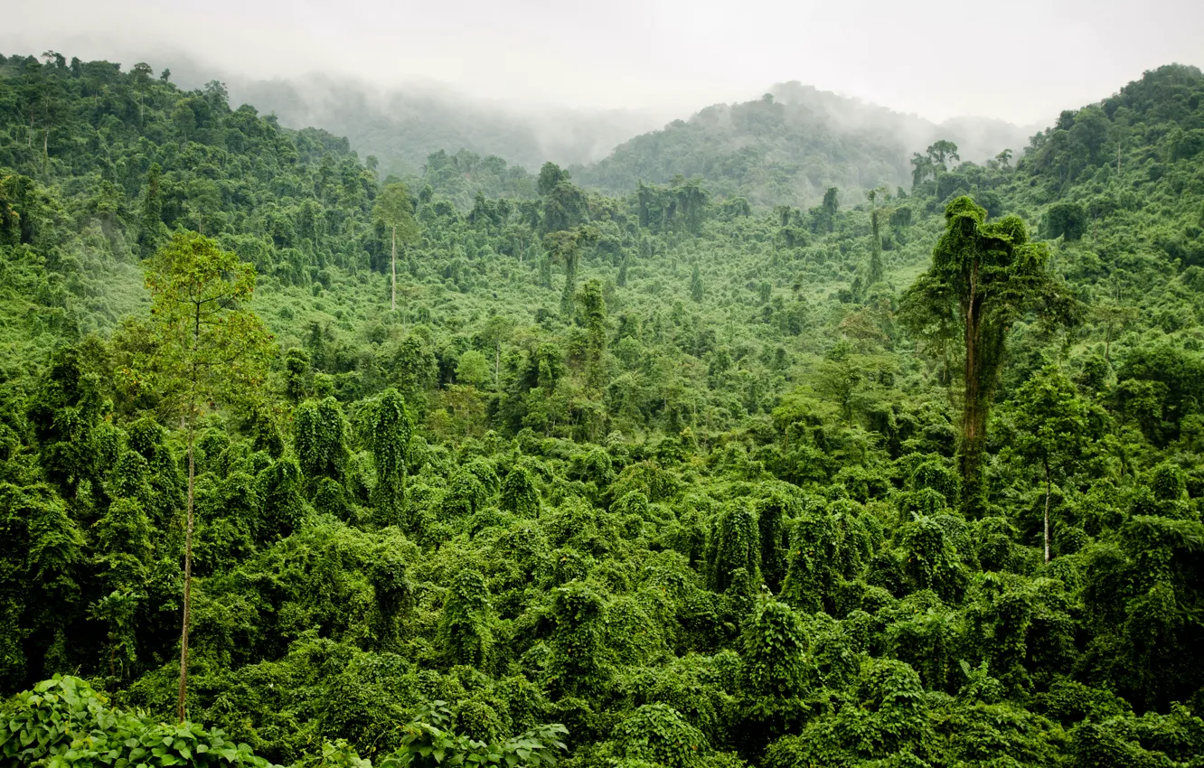 Фото обои зелень, лес, деревья, туман, тропики, джунгли, Jungle