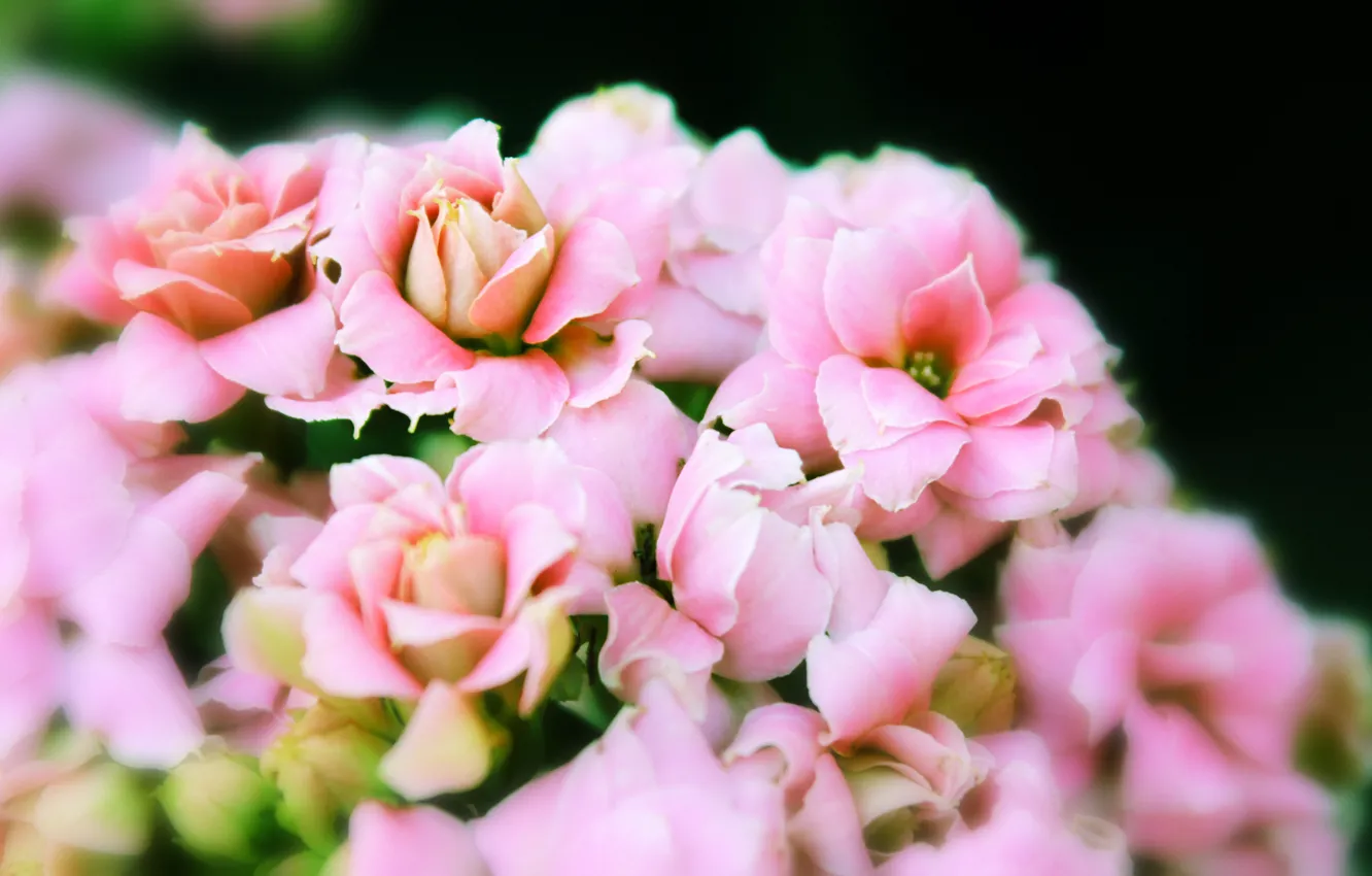 Фото обои лето, макро, цветы, розовый, нежность, бутон, каланхоэ