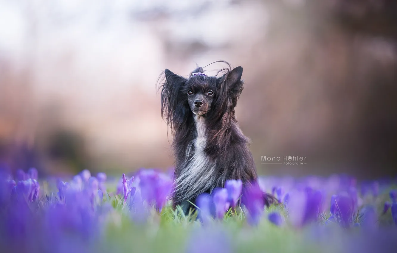 Фото обои цветы, собака, крокусы, боке, лохматая, Китайская хохлатая собака