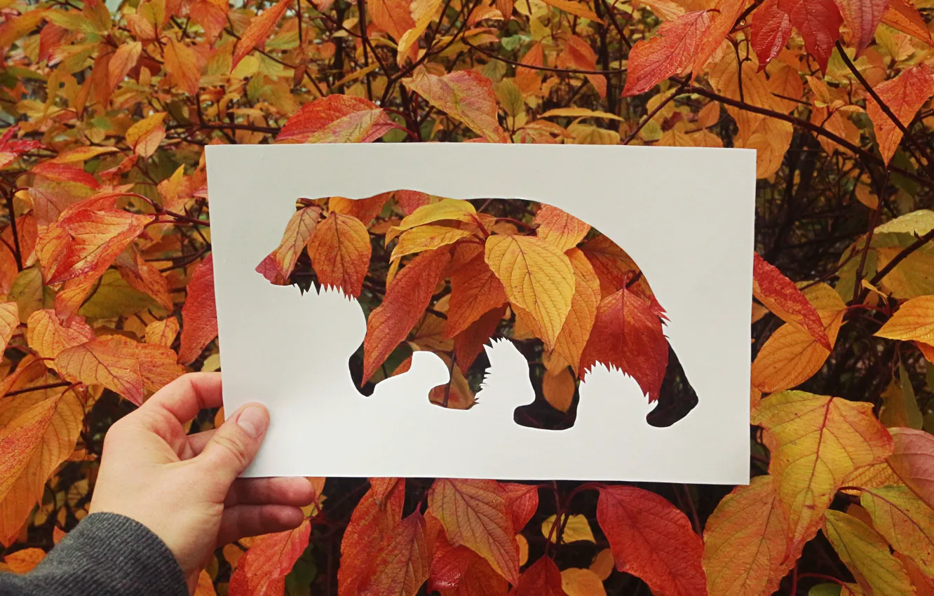 Фото обои осень, листья, медведь, силуэт