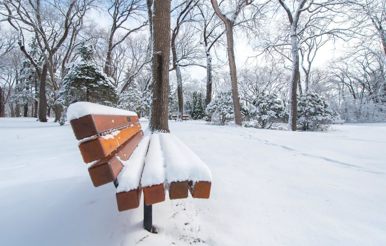 Фото обои зима, снег, деревья, природа, парк, сквер, скамья