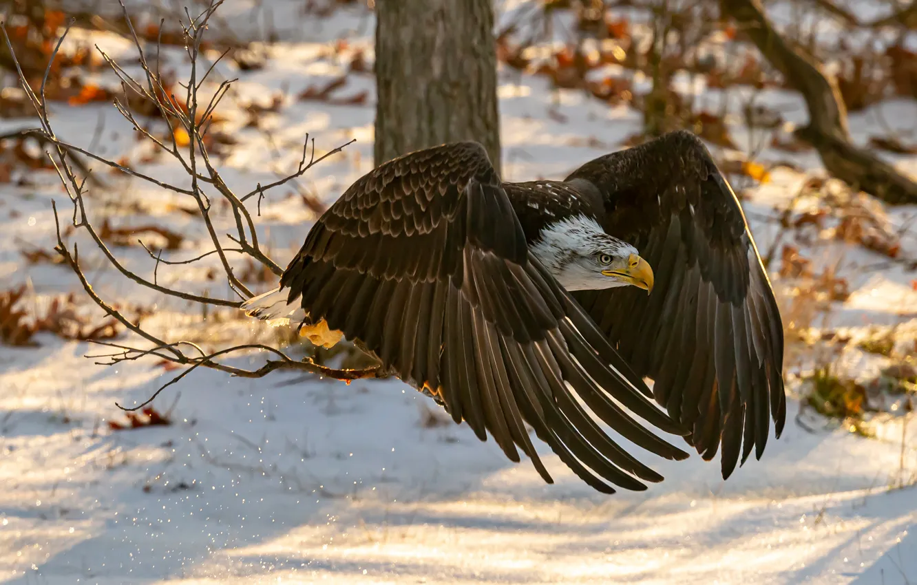 Фото обои зима, снег, полет, ветки, птица, орел, хищная, белоголовый орлан