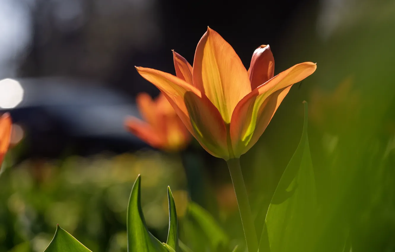 Фото обои свет, цветы, тюльпан, весна, лепестки, тюльпаны, оранжевые, боке
