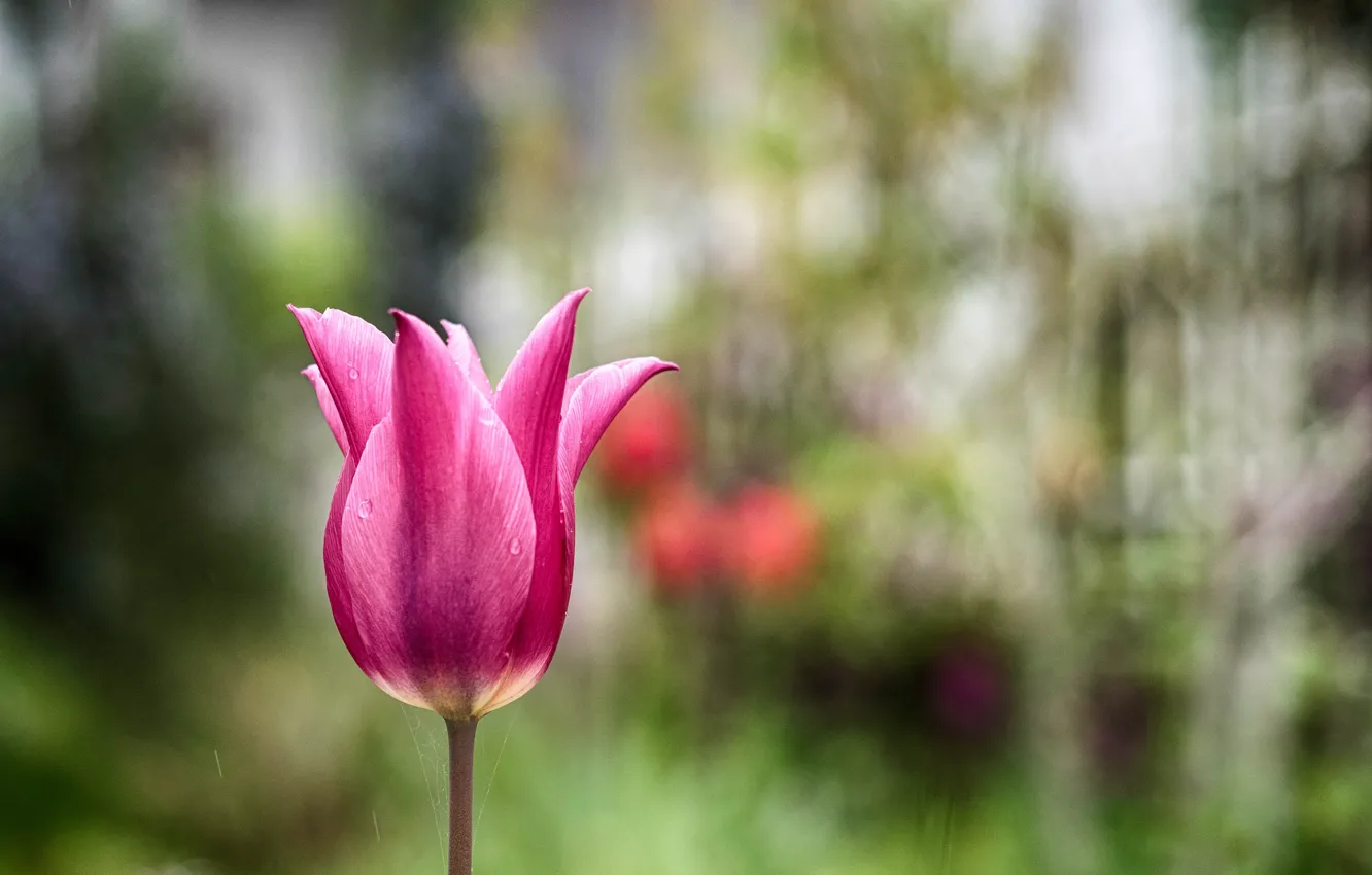 Фото обои тюльпан, весна, лепестки, луг