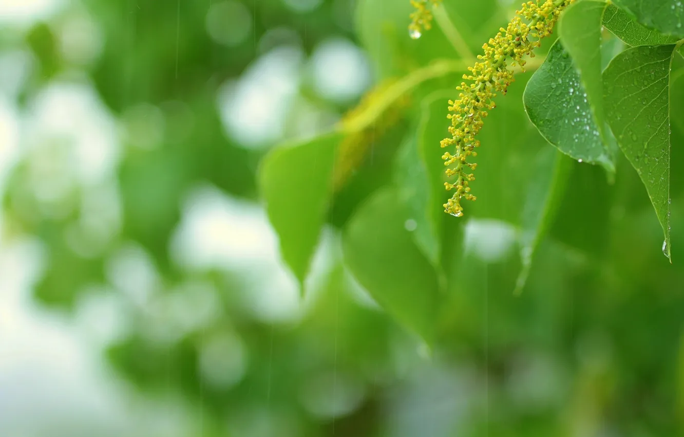 Фото обои зелень, лето, листья, капли, макро, веточка, дождь, зелёный