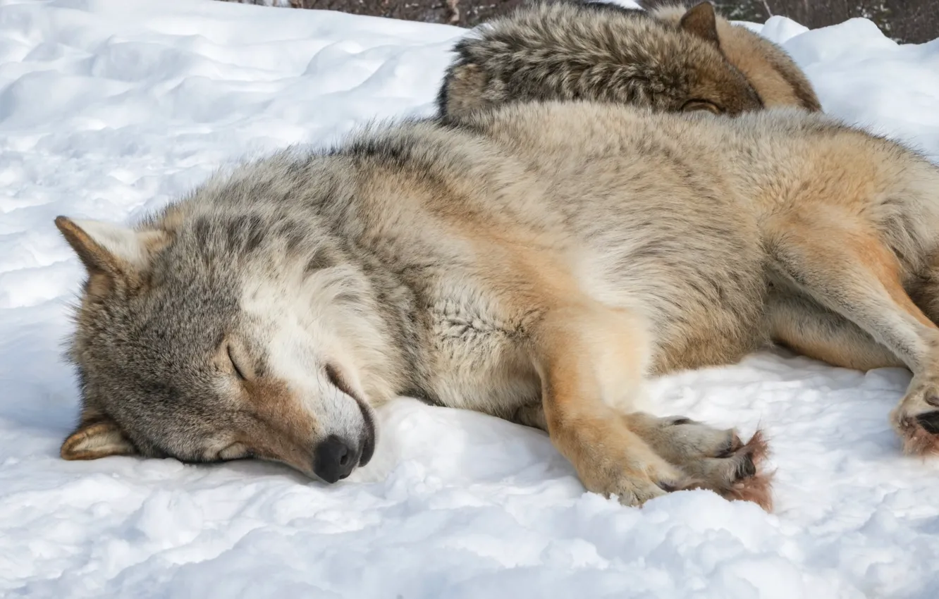 Фото обои nature, snow, Wolf, animal, sleeping, wildlife, fur