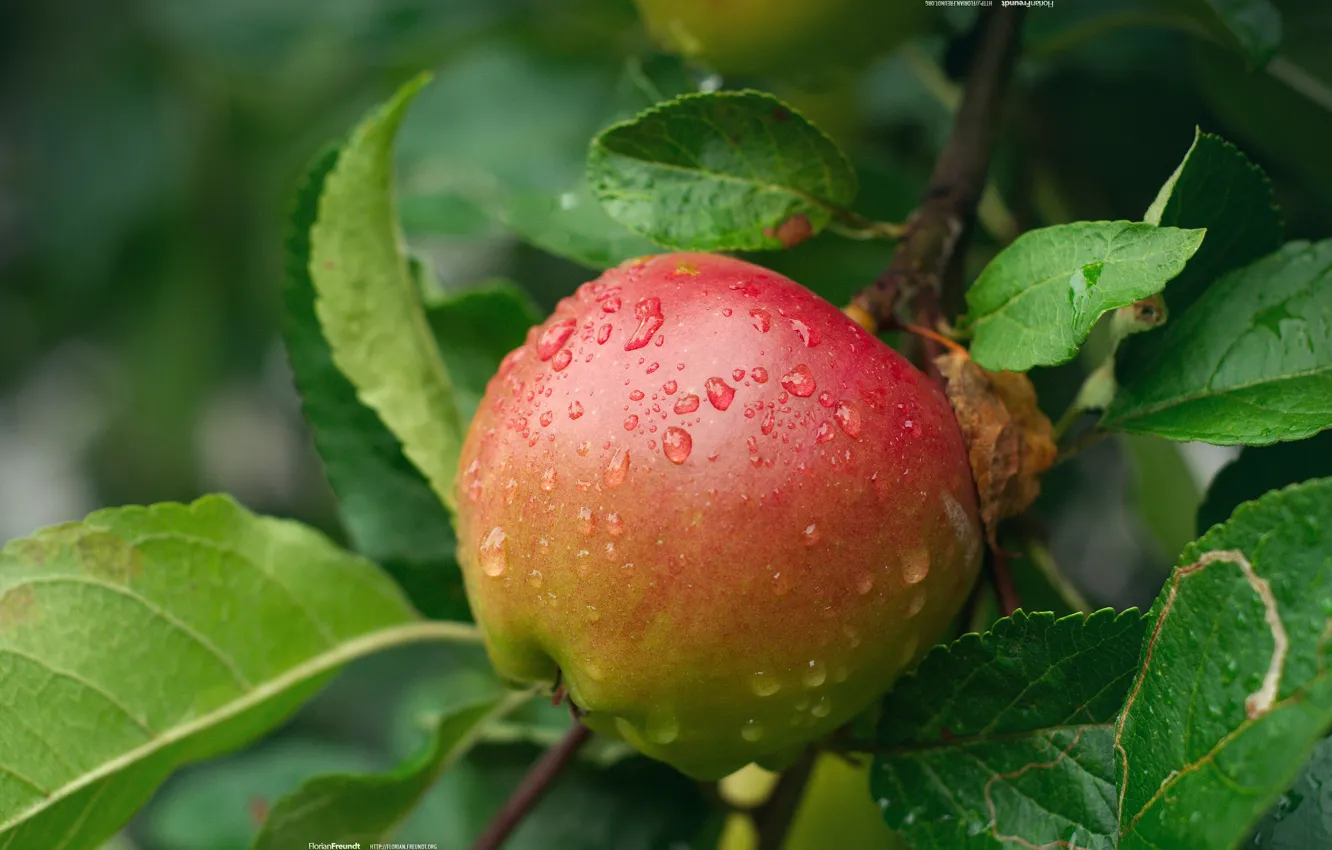 Фото обои капли, природа, яблоко, ветка