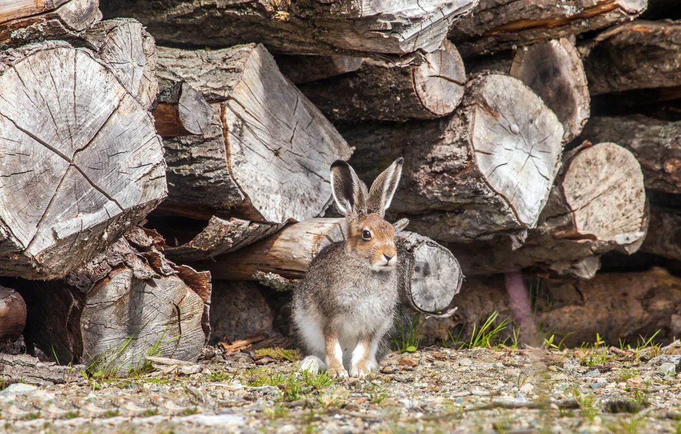 Фото обои заяц, дрова, брёвна