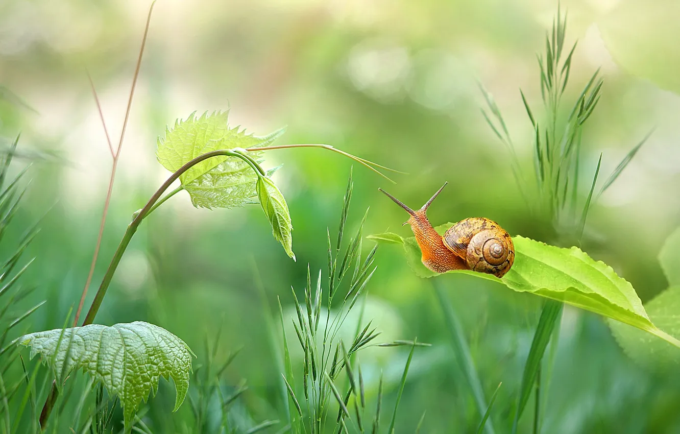 Фото обои зелень, трава, листья, улитка, стебель, боке