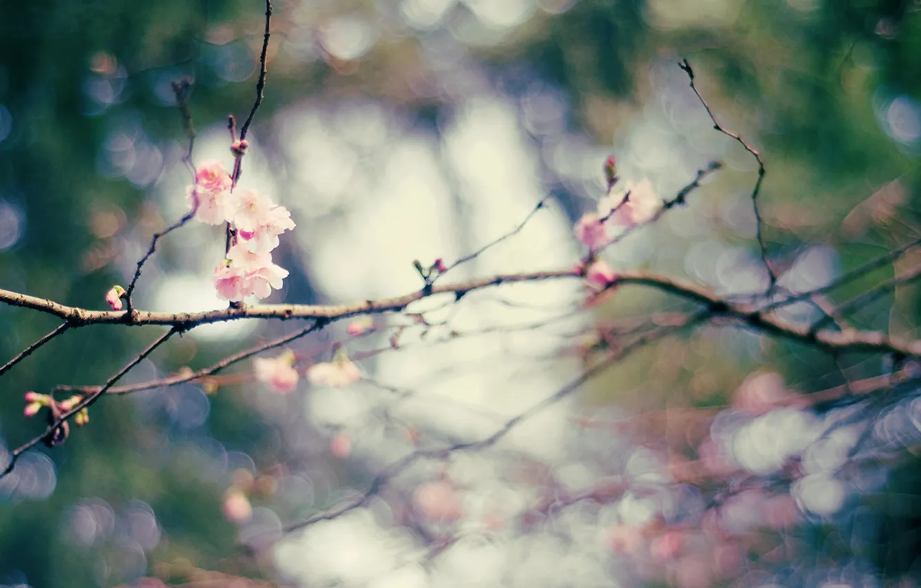 Фото обои цветы, ветки, весна, bokeh