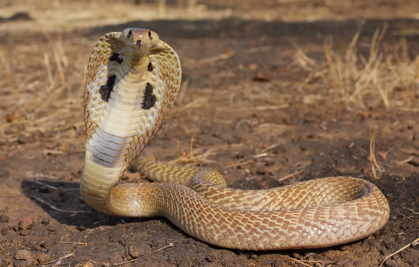 Фото обои viper, desert, reptile, cobra snake, king cobra