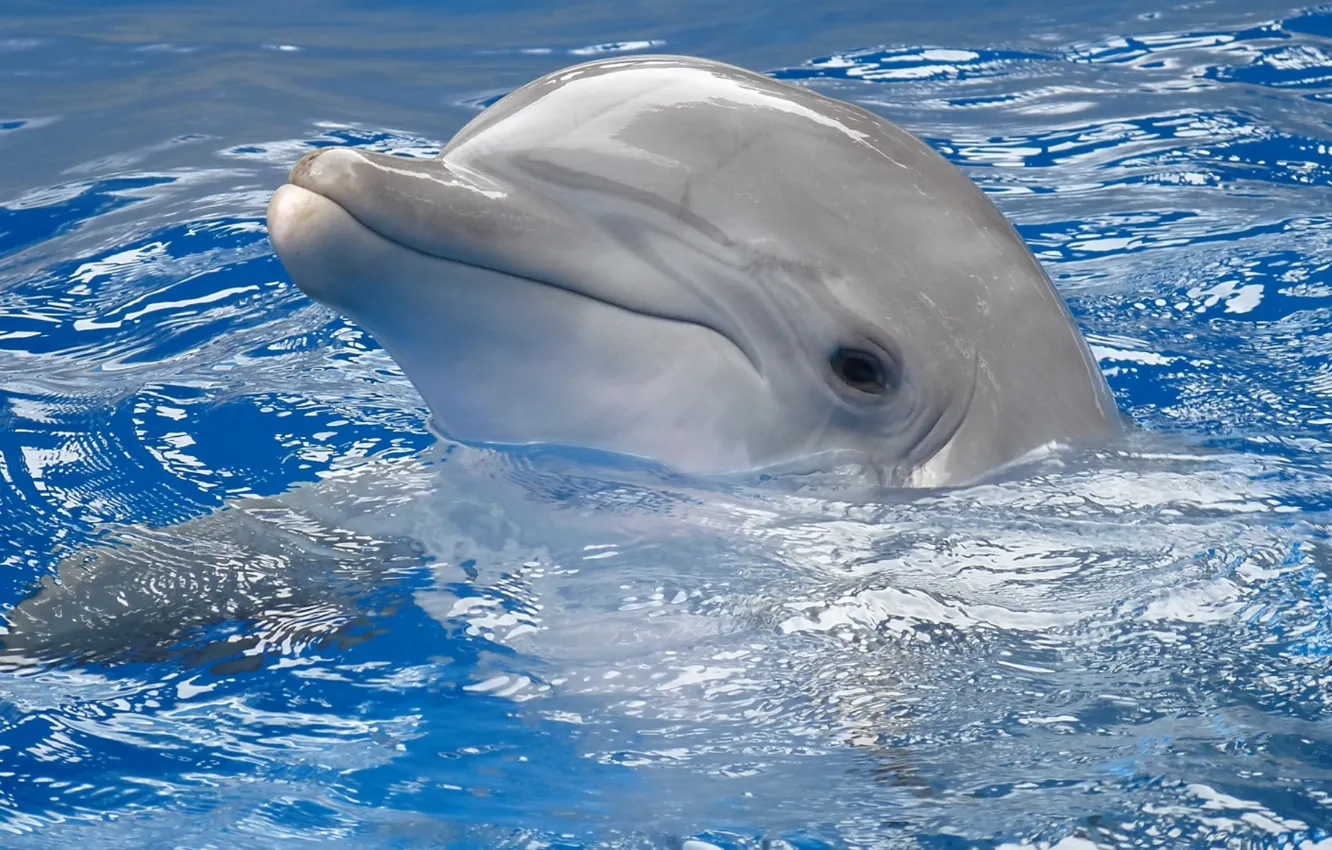 Фото обои вода, дельфин, серый, голубая