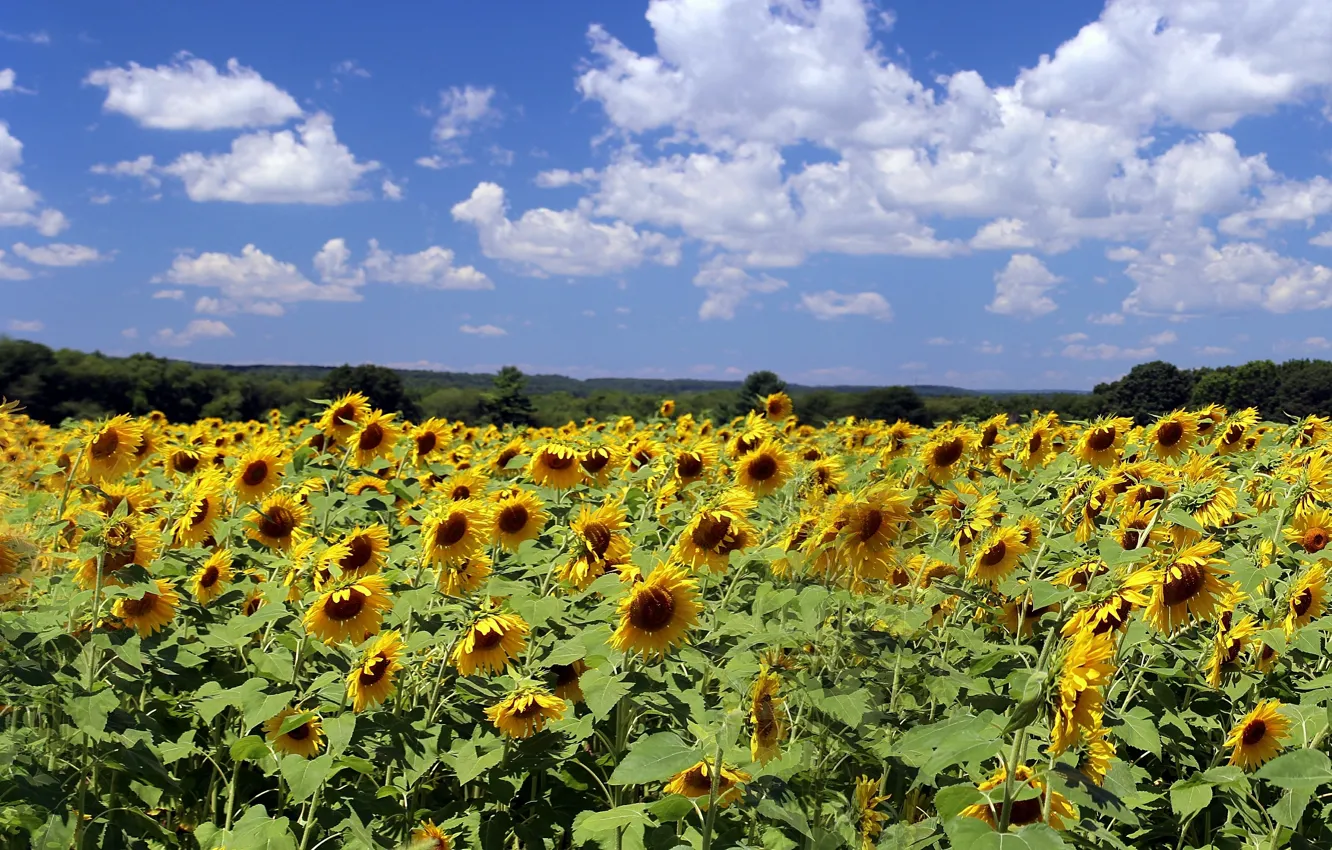 Фото обои поле, облака, подсолнухи, природа, Nature, field, clouds, sunflowers