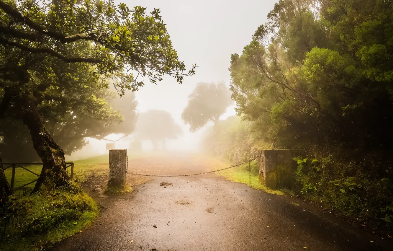 Фото обои дорога, деревья, туман, сад, Оливковый