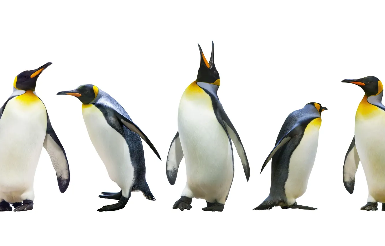 Фото обои white, sea, wildlife, wilderness, outdoors, south, penguin, pole