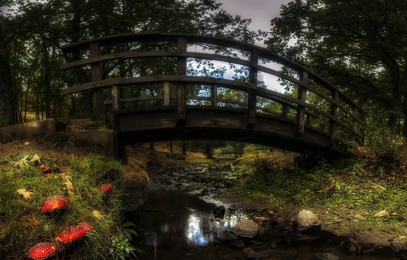Фото обои осень, мост, парк, грибы