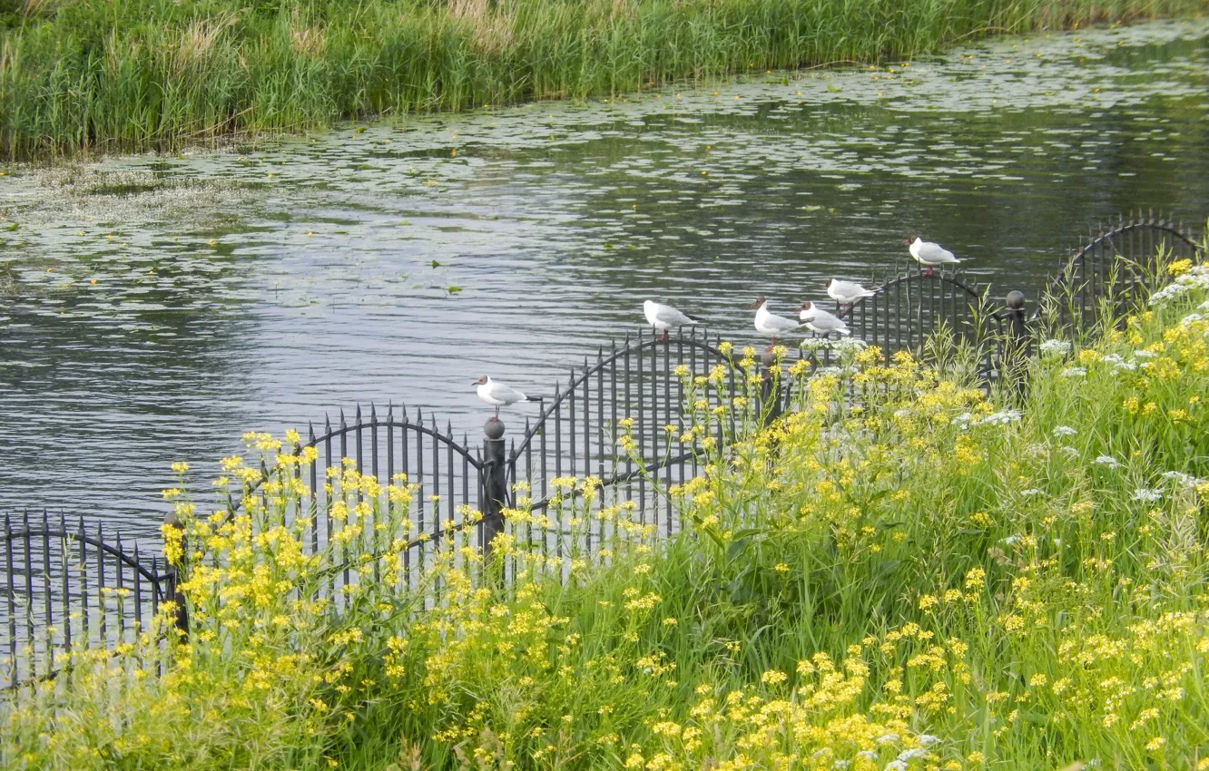Фото обои трава, пейзаж, река, widescreen, обои, забор, чайки, чайка