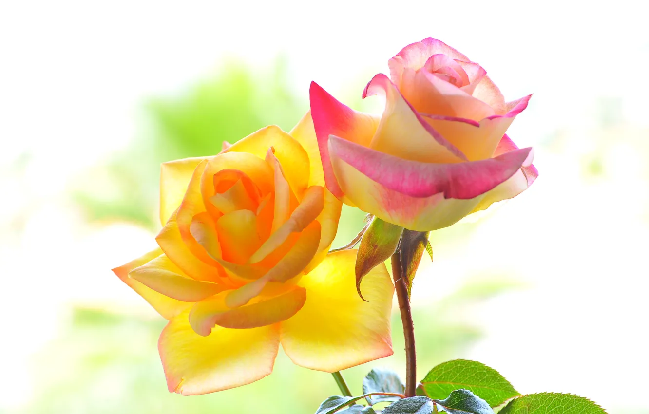 Фото обои цвета, макро, фон, розы, лепестки
