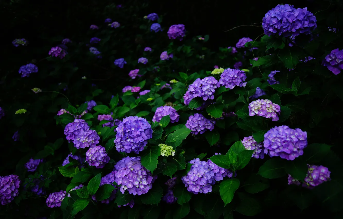 Фото обои цветы, природа, темный фон, куст, сад, цветение, фиолетовая, пышный