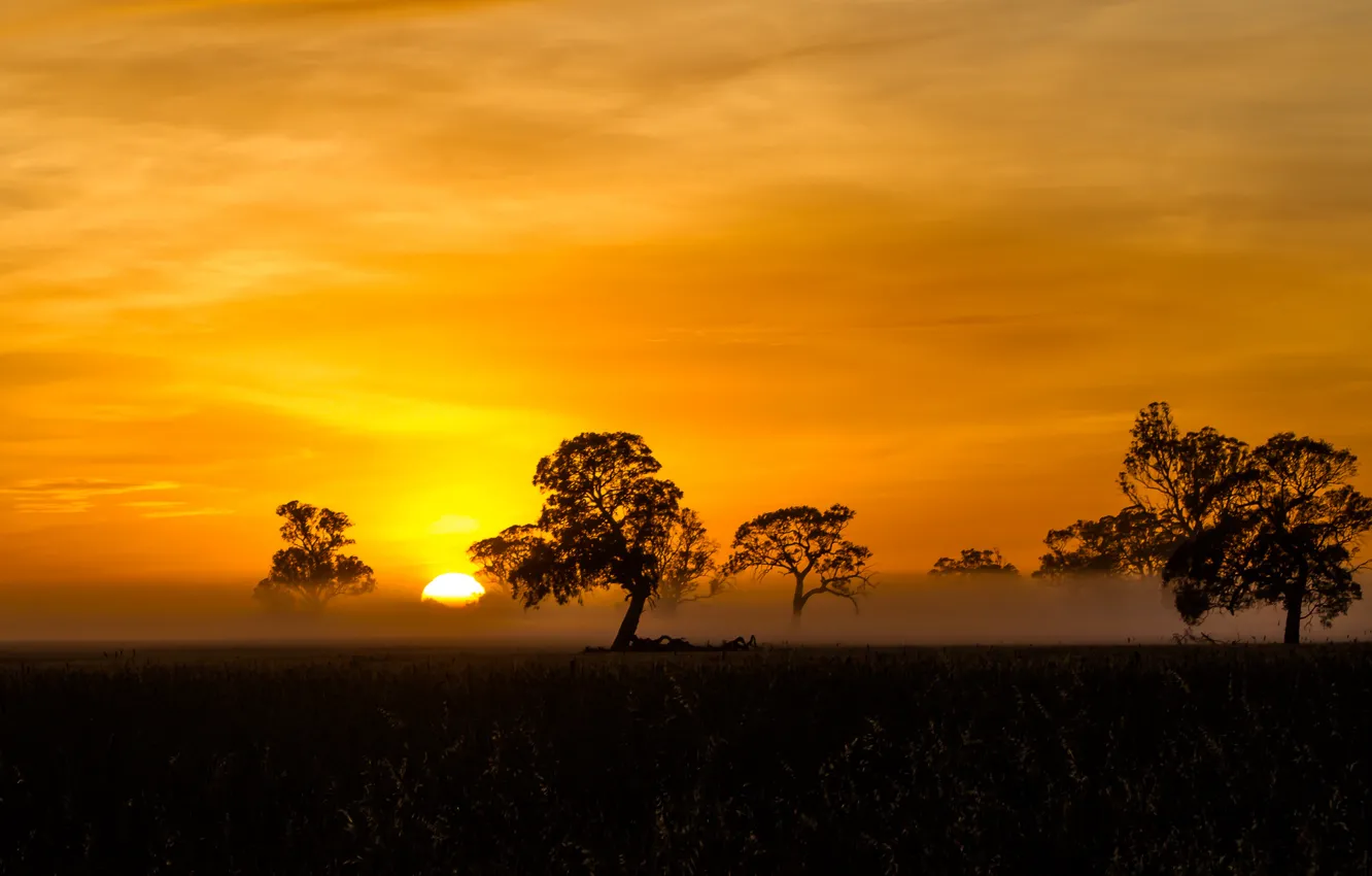 Фото обои orange, Sunrise, Mist, silhouette, Fog, Penola