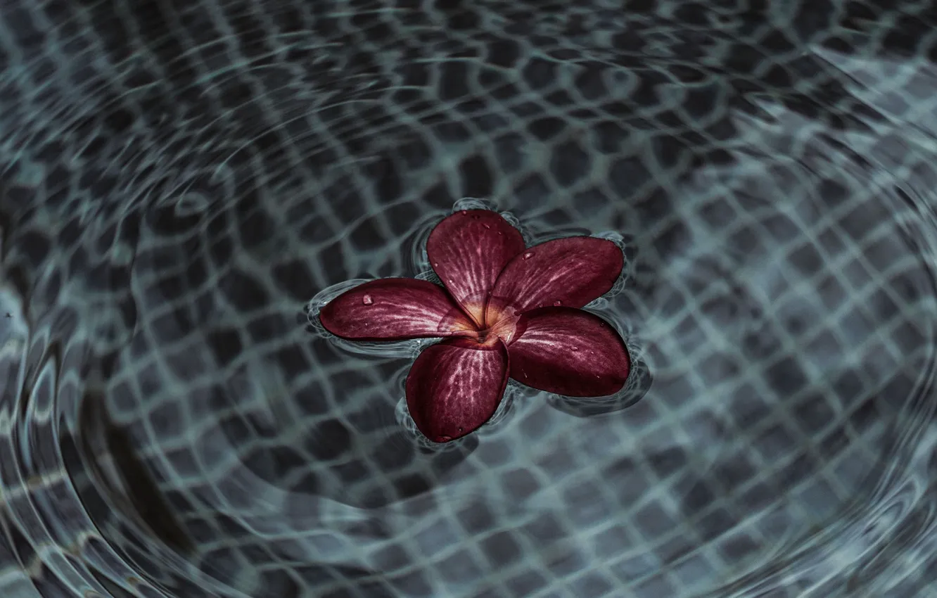 Фото обои цветок, вода, рябь