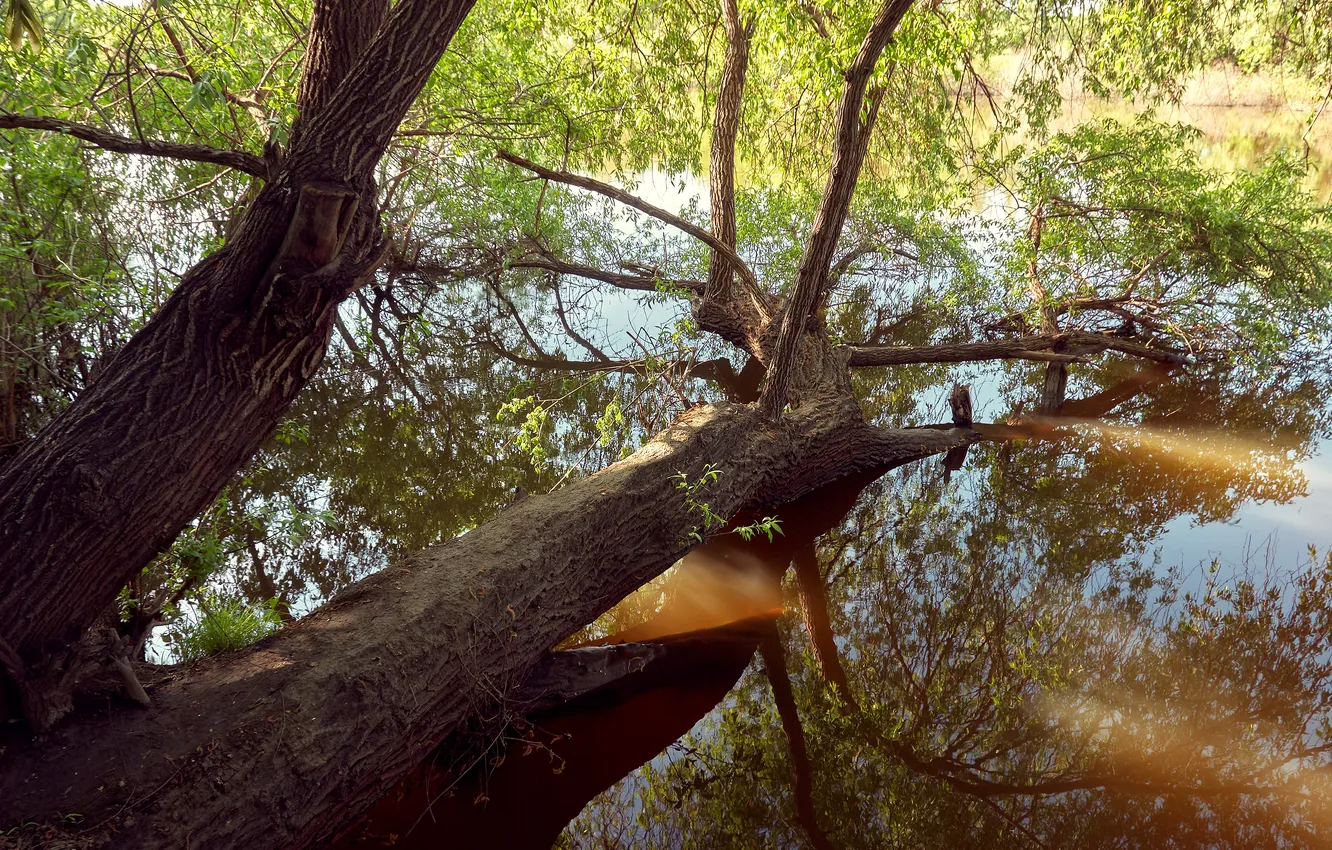 Фото обои life, water, trunk