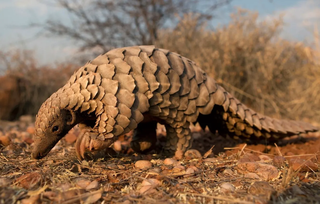 Фото обои Animal, Mammal, Wildlife, Pangolin