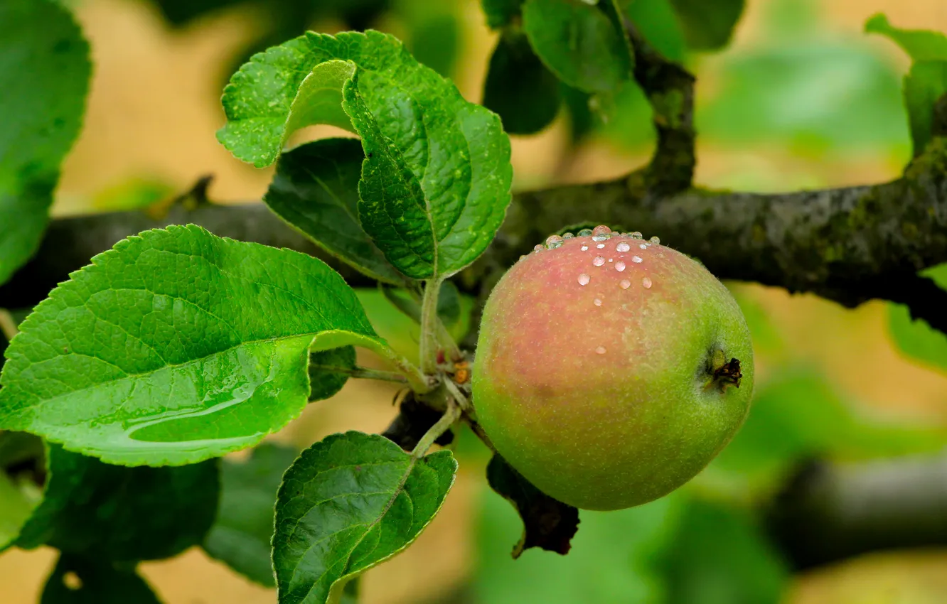 Фото обои apple, tree, fruit