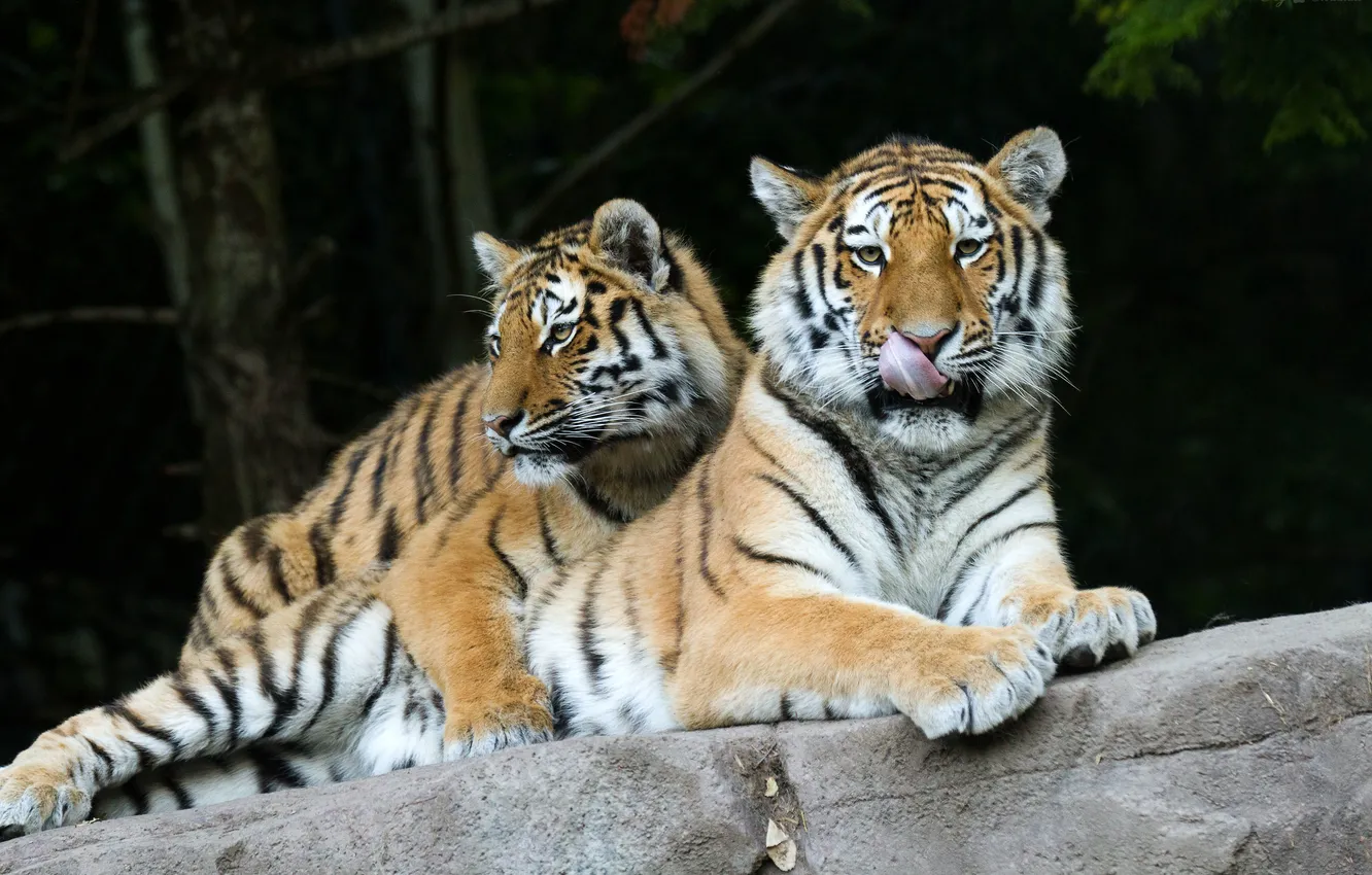 Фото обои язык, кошка, тигр, камень, пара, амурский