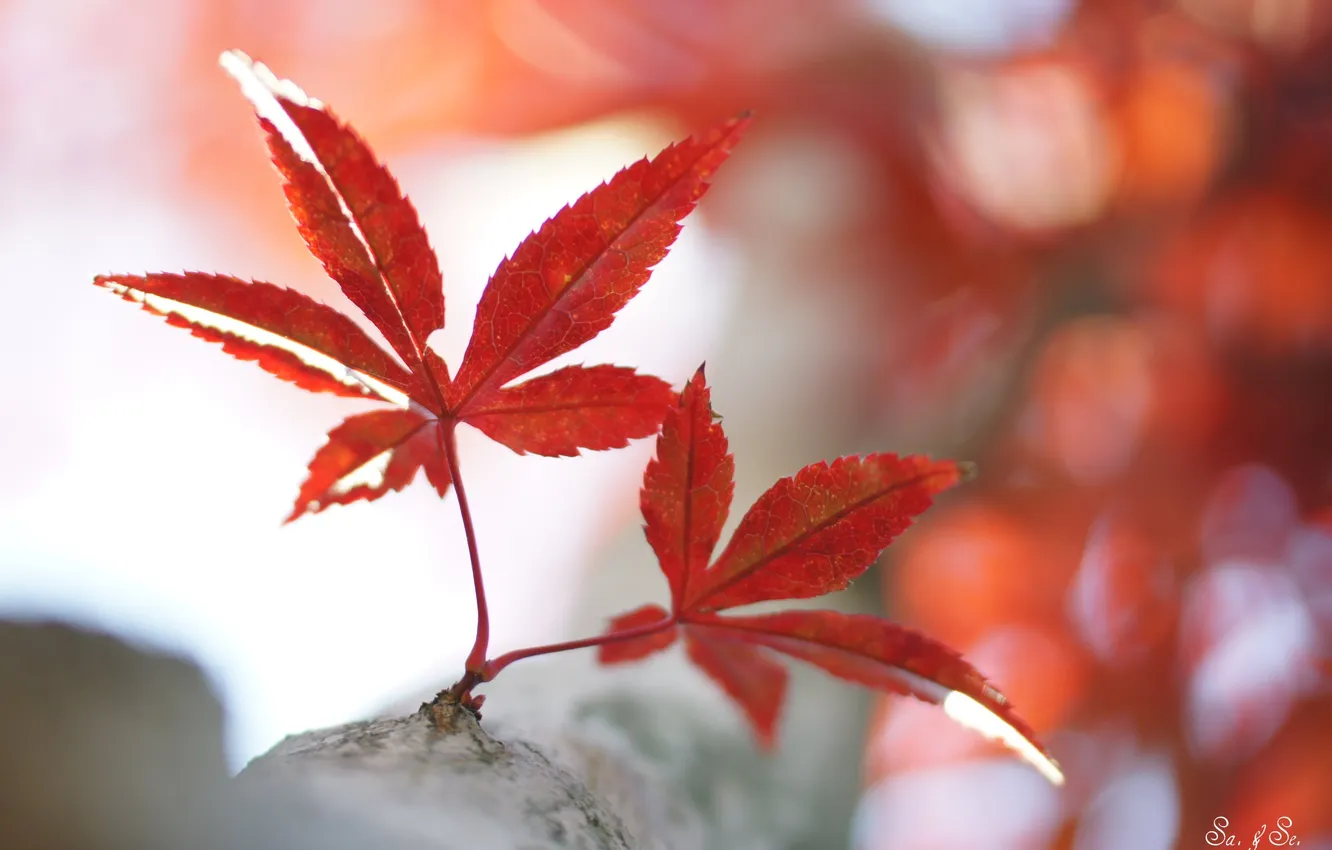 Фото обои листья, ветка, красные, клен