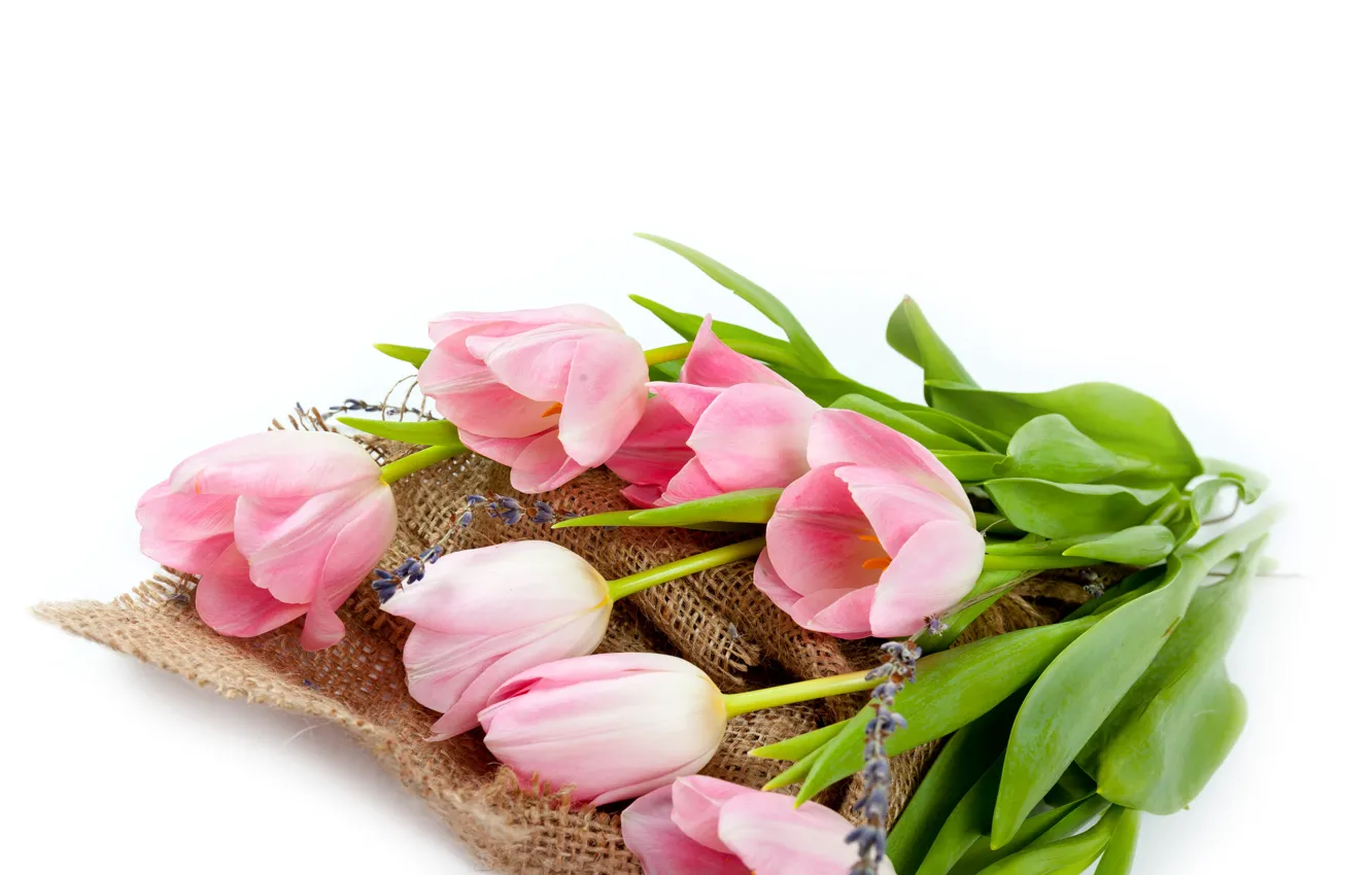 Фото обои белый, фон, букет, тюльпаны, розовые