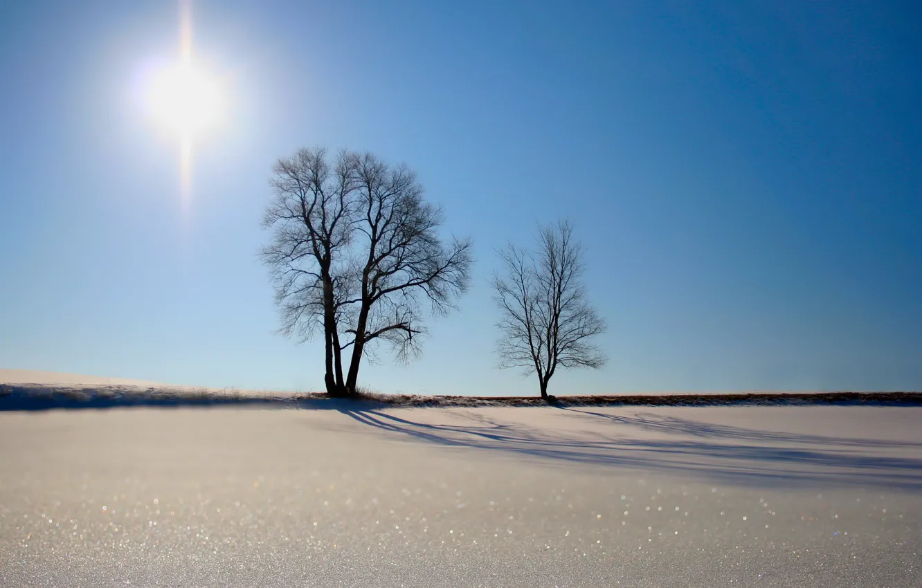 Фото обои песок, солнце, Деревья
