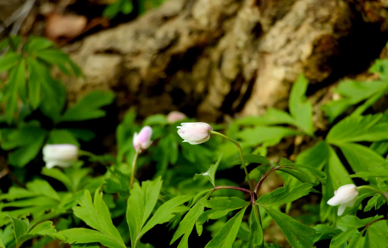 Фото обои green, flower, leafs