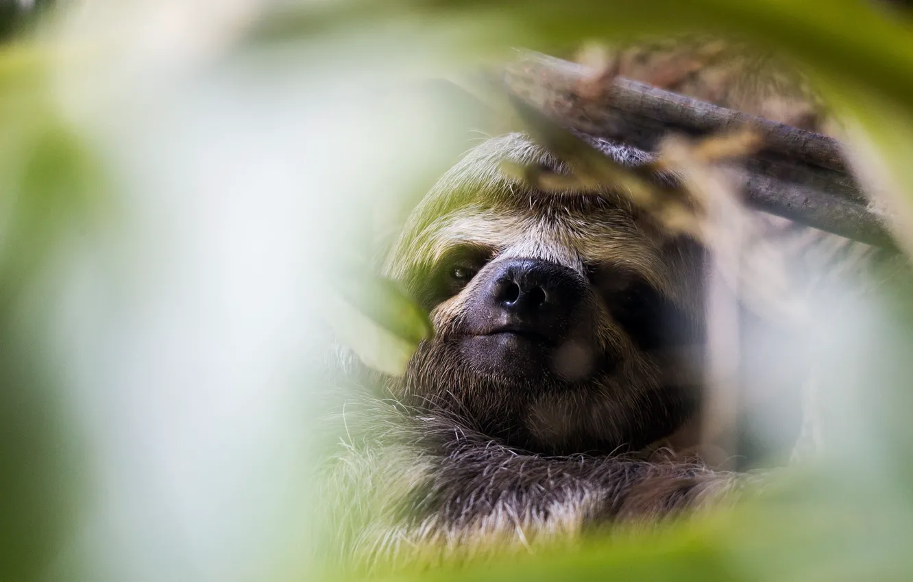 Фото обои взгляд, морда, ветки, поза, фон, портрет, размытие, нос