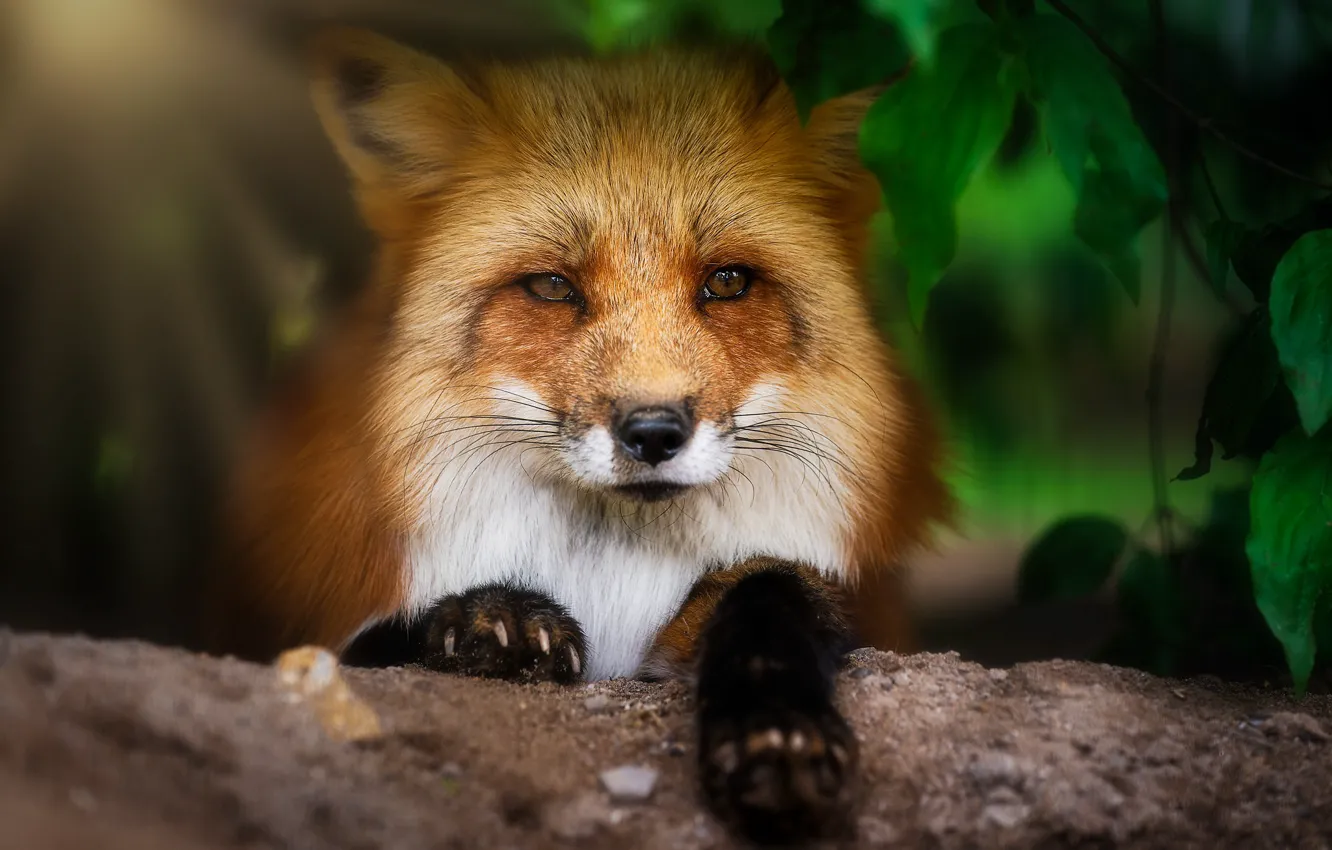 Фото обои взгляд, природа, лиса