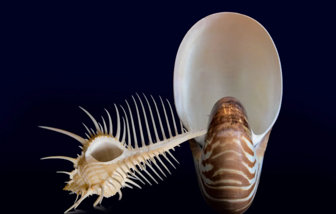Фото обои shell, nautilus, still life closeup