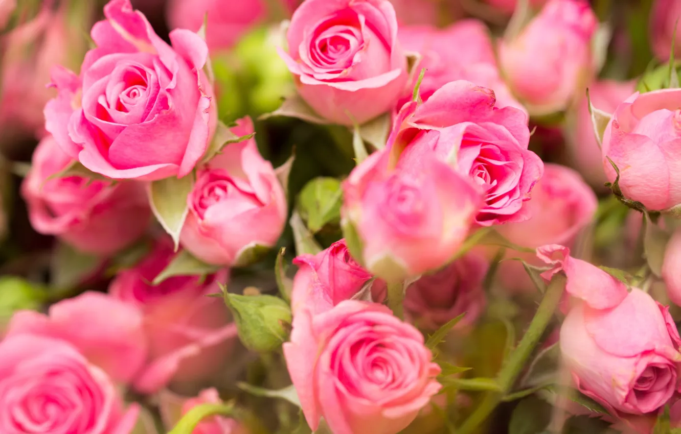 Фото обои цветы, розы, розовые, pink, roses