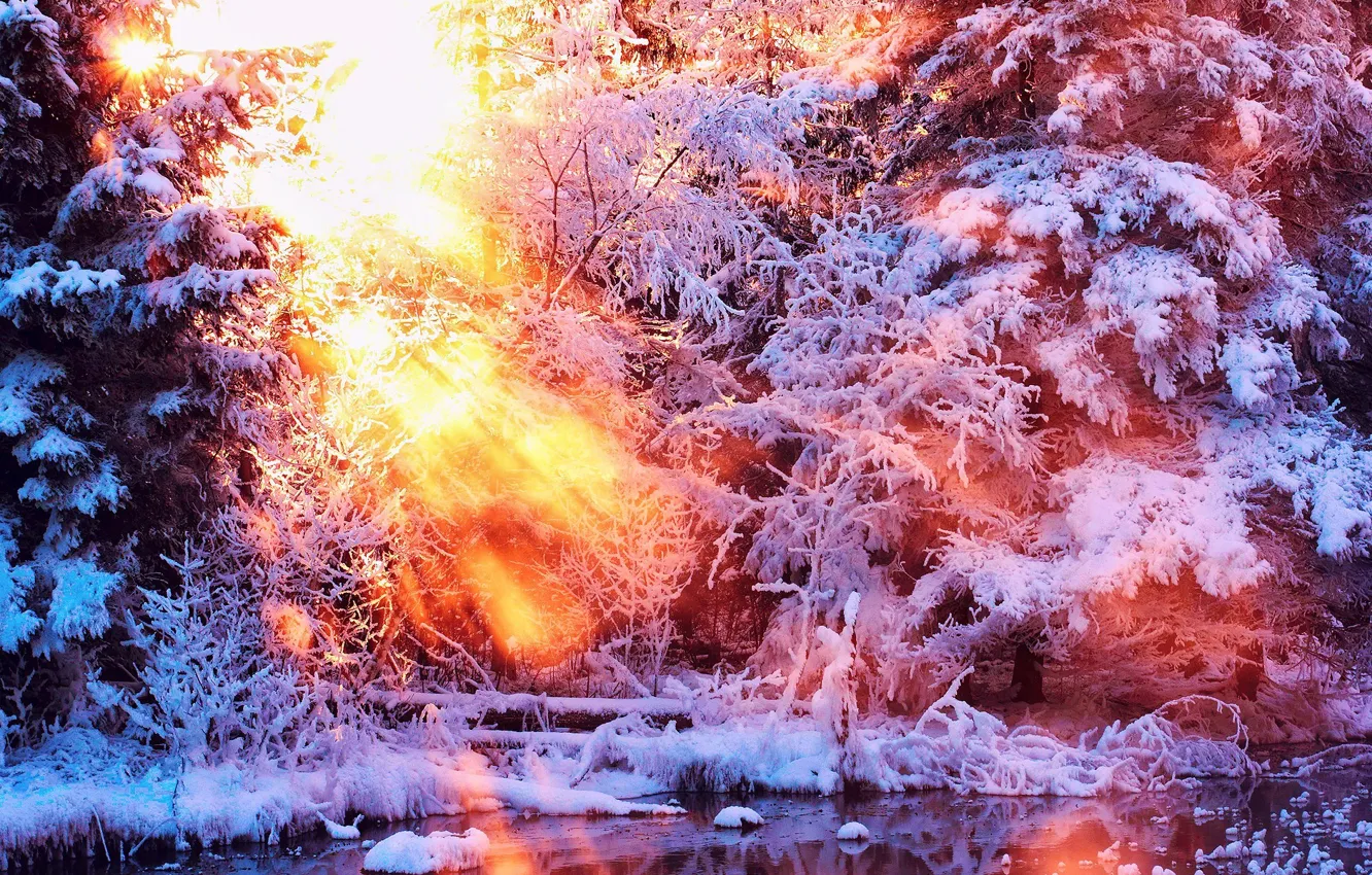 Фото обои зима, лес, лучи, снег, Рассвет