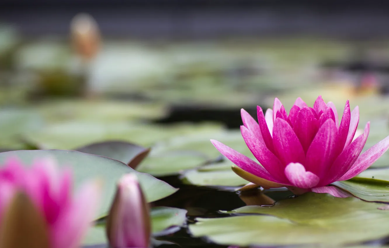 Фото обои цветок, листья, вода, природа, озеро, пруд, розовый, лепестки