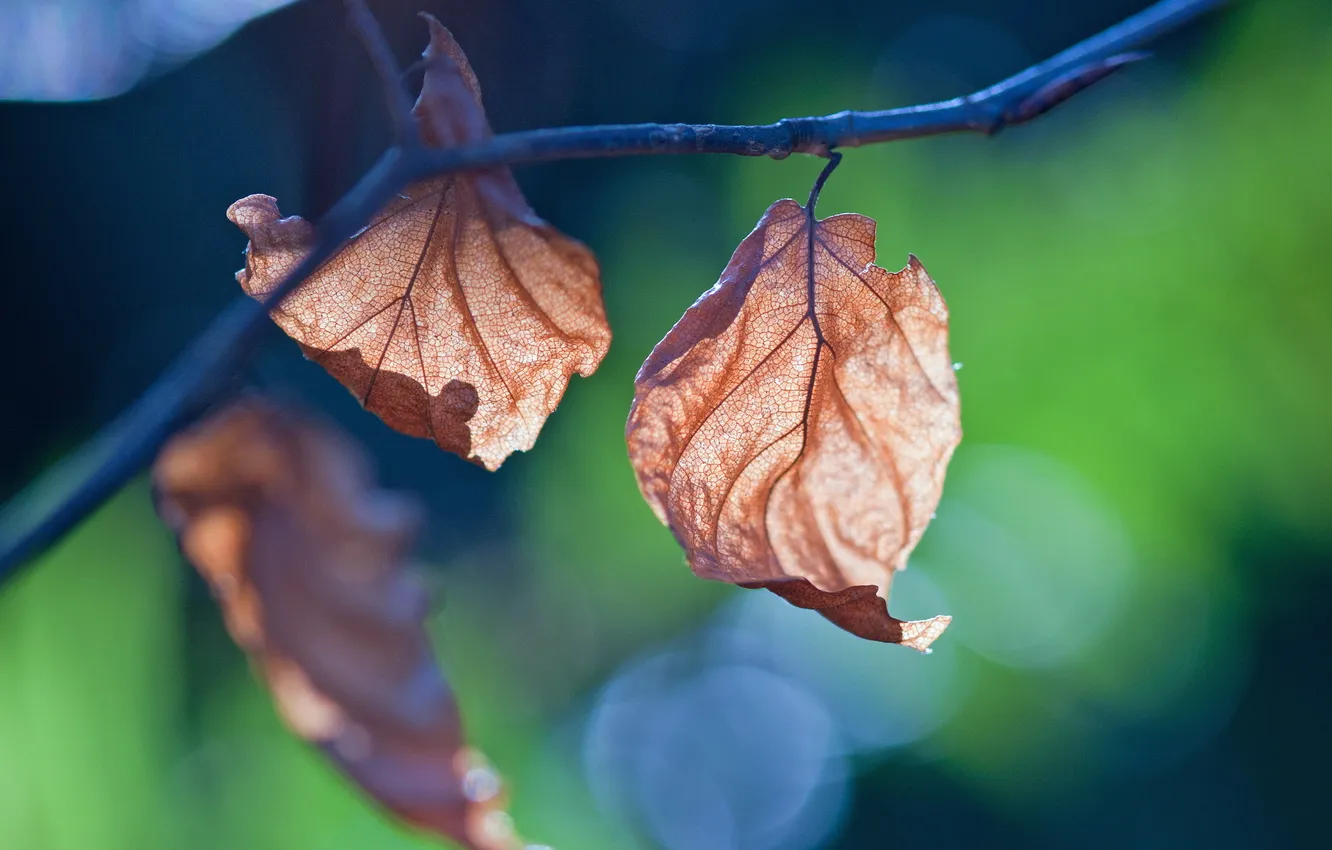 Фото обои листья, макро, ветки, фон
