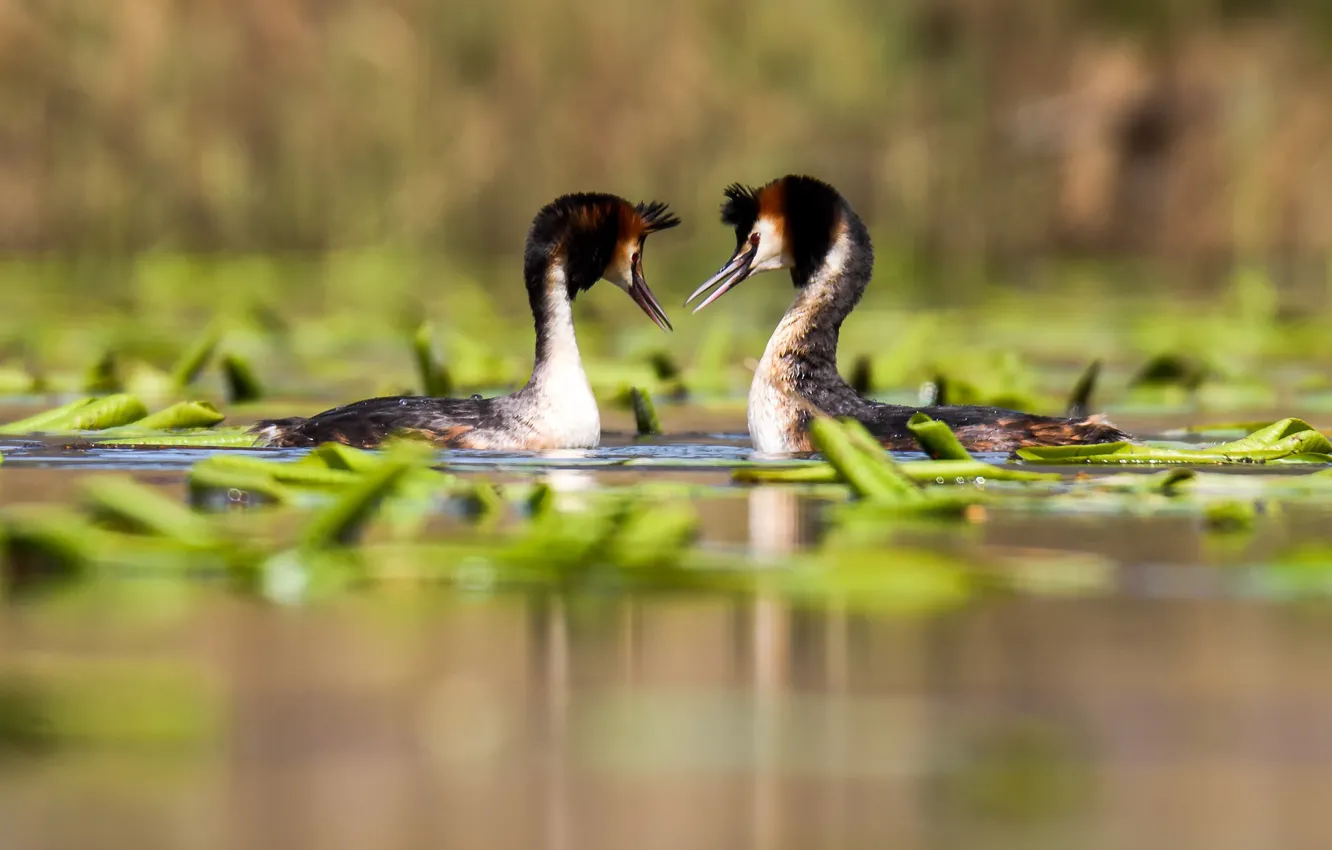 Фото обои листья, птица, пара, водоем, Чемги