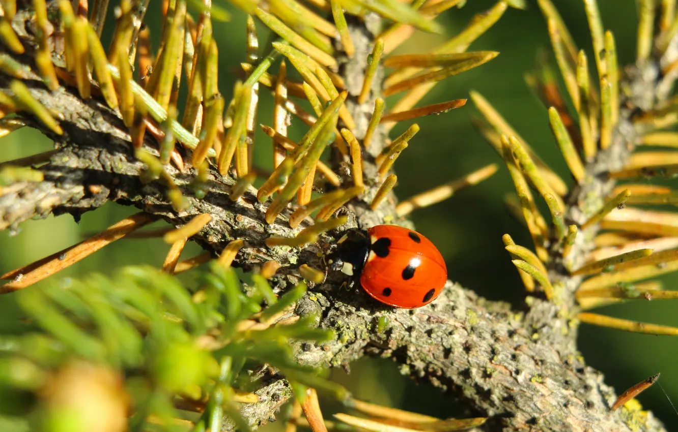 Фото обои red, insect, ladybird