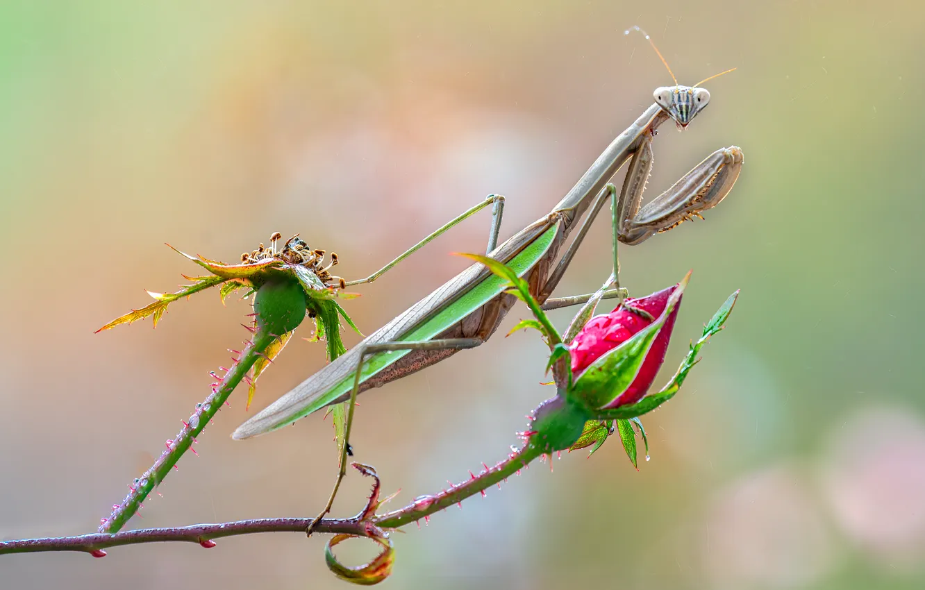 Фото обои insect, mantis, sheet